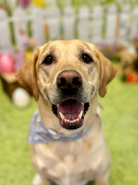 Entry image for Butters. Clicking this image will show a larger photo