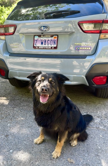 Entry image for Zoey. Clicking this image will show a larger photo