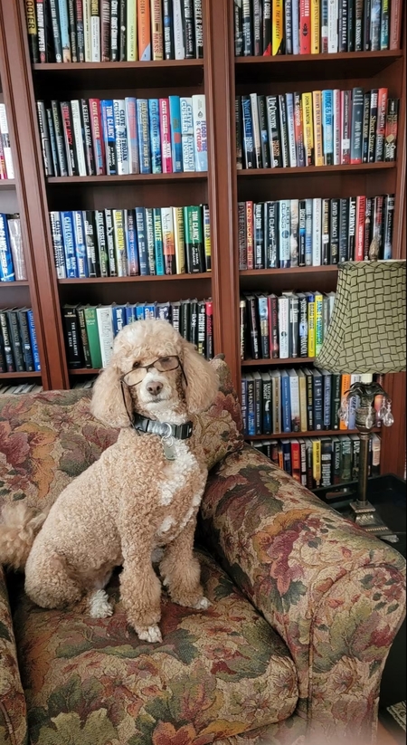 Entry image for Maggie . Clicking this image will show a larger photo