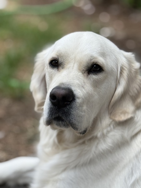 Entry image for Hazel . Clicking this image will show a larger photo