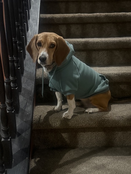 Entry image for Penny. Clicking this image will show a larger photo