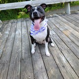 Entry image for Darla