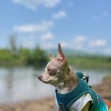 Entry image for Chi Chi 