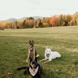 Entry image for Piper, Walker, Zeus