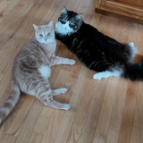 Entry image for Bailey  & Gizmo