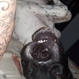 Entry image for Bella 