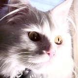 Entry image for Luka