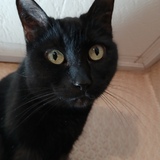 Entry image for Chococat