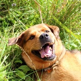Entry image for Freeda