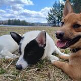 Entry image for Gadget and Gizmo