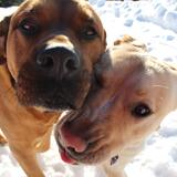 Entry image for Yeti and Gertie