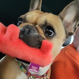 Entry image for Izzie with Red Dog