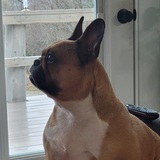 Entry image for Izzie watching TV