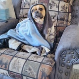 Entry image for Izzie in her ET disguise