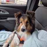 Entry image for Bella