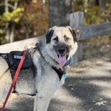 Entry image for Ralph The Dog