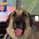 Entry image for Ralph The Dog