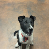 Entry image for Bullet