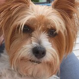 Entry image for Buddy