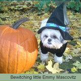 Entry image for Emmy