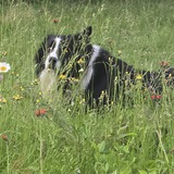 Entry image for Charley
