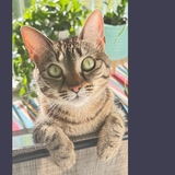 Entry image for Millie Mae