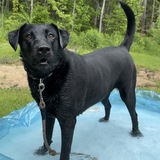 Entry image for Lulu 