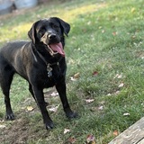 Entry image for Maggie