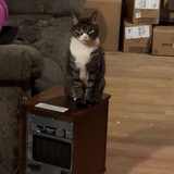 Entry image for Mittens 