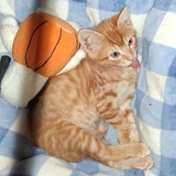 Entry image for Simba
