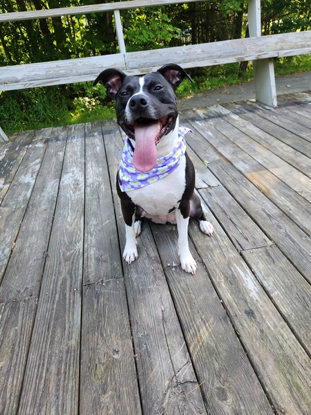 Entry image for Darla. Clicking this image will show a larger photo