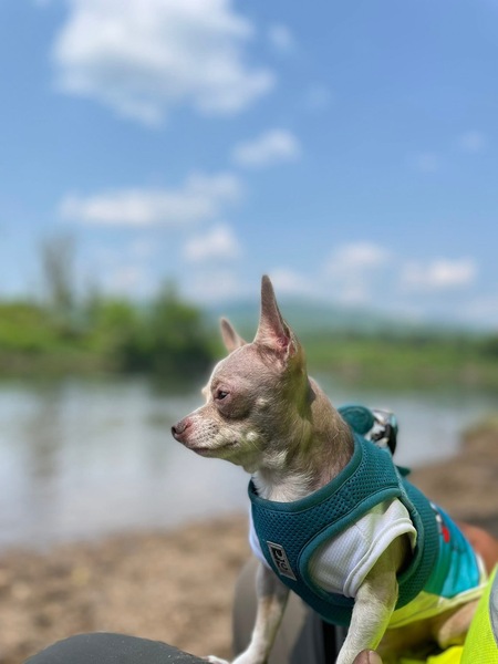 Entry image for Chi Chi . Clicking this image will show a larger photo