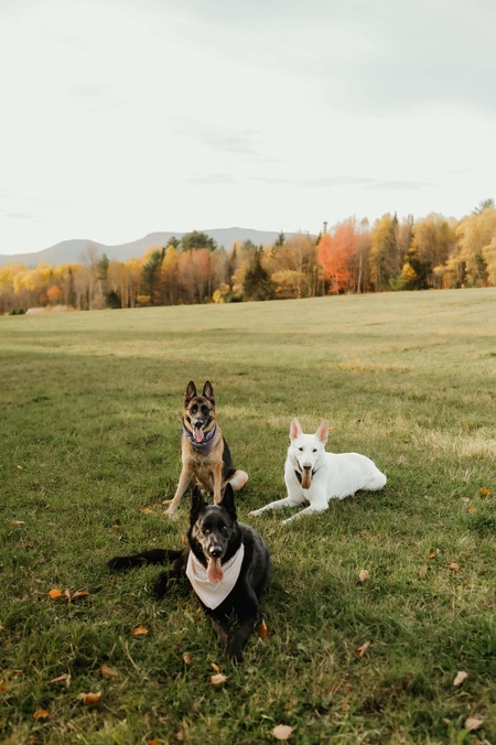 Entry image for Piper, Walker, Zeus. Clicking this image will show a larger photo