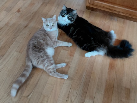 Entry image for Bailey  & Gizmo. Clicking this image will show a larger photo