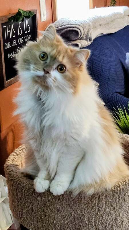 Entry image for Callie. Clicking this image will show a larger photo