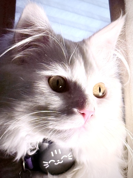 Entry image for Luka. Clicking this image will show a larger photo