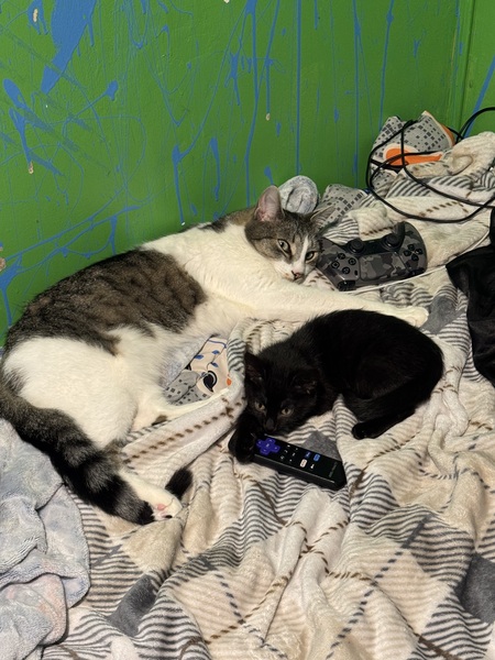 Entry image for Mikey and Luna . Clicking this image will show a larger photo