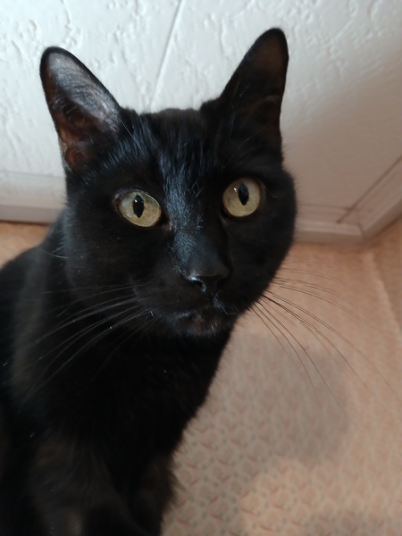 Entry image for Chococat. Clicking this image will show a larger photo