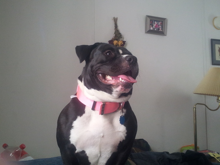 Entry image for Lola. Clicking this image will show a larger photo