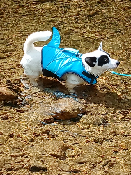 Entry image for Gizmo. Clicking this image will show a larger photo