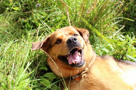Entry image for Freeda. Clicking this image will show a larger photo