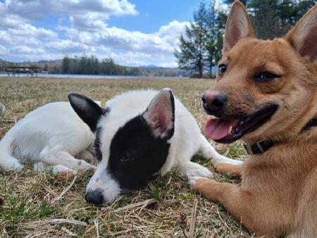 Entry image for Gadget and Gizmo. Clicking this image will show a larger photo