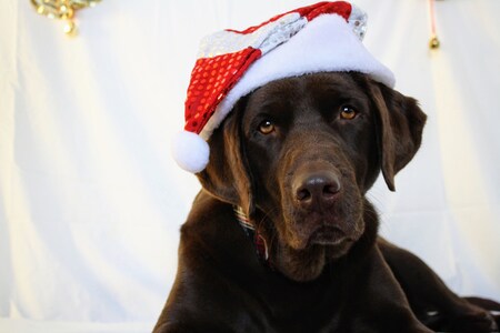 Entry image for Molly. Clicking this image will show a larger photo