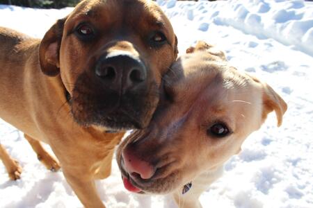 Entry image for Yeti and Gertie. Clicking this image will show a larger photo