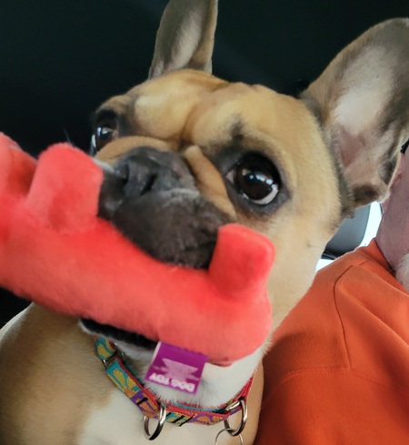Entry image for Izzie with Red Dog. Clicking this image will show a larger photo