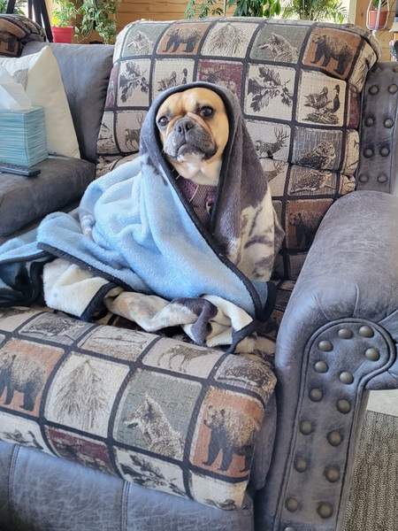Entry image for Izzie in her ET disguise. Clicking this image will show a larger photo