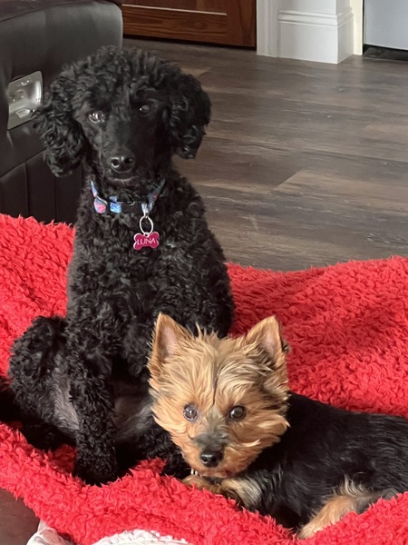 Entry image for Luna & Maxx. Clicking this image will show a larger photo
