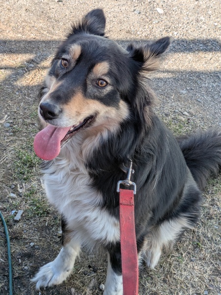 Entry image for Scout. Clicking this image will show a larger photo