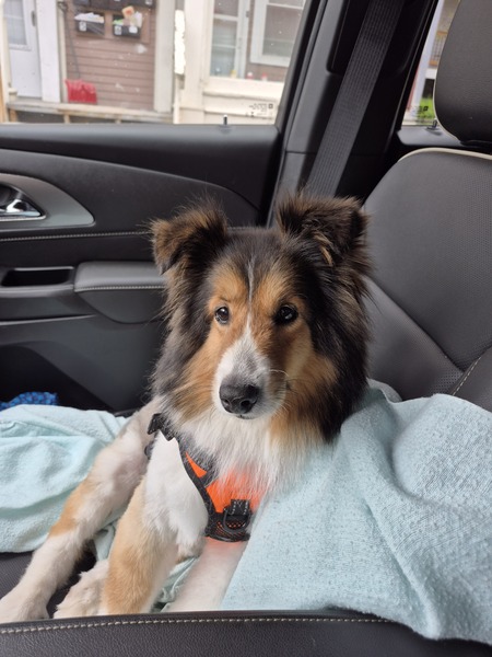 Entry image for Bella. Clicking this image will show a larger photo