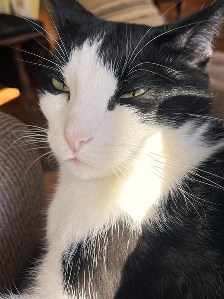Entry image for Bandit. Clicking this image will show a larger photo